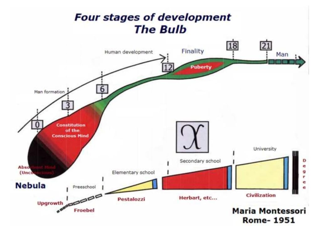 4 stages of development - The bulb