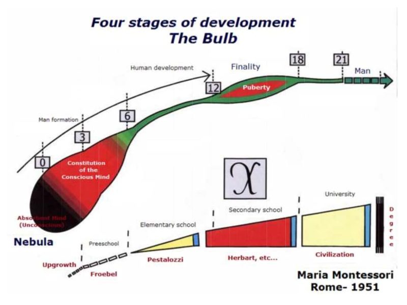 4 stages of development - The bulb